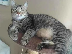 Gato raça srd  idade 2 anos nome LULLY
