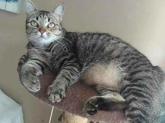 Gato ra a srd  idade 2 anos nome LULLY
