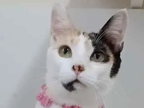 Gato raça Srd idade 7 a 11 meses nome Clarinha