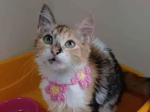 Gato raça Srd idade 2 a 6 meses nome Léa 