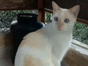 Gato raça srd bicolor idade 1 ano nome PRÍNCIPE 