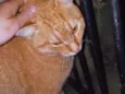 Felix 