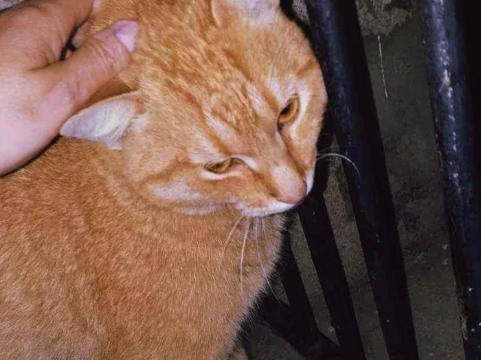 Gato ra a Felina idade 7 a 11 meses nome Felix 