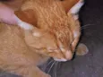 Felix 