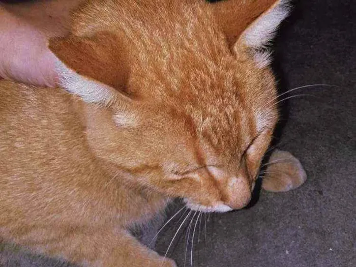 Gato ra a Felina idade 7 a 11 meses nome Felix 
