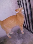Felix 