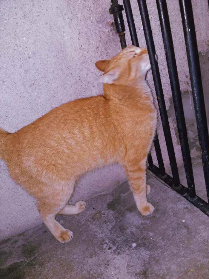Gato ra a Felina idade 7 a 11 meses nome Felix 
