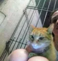 Felix 