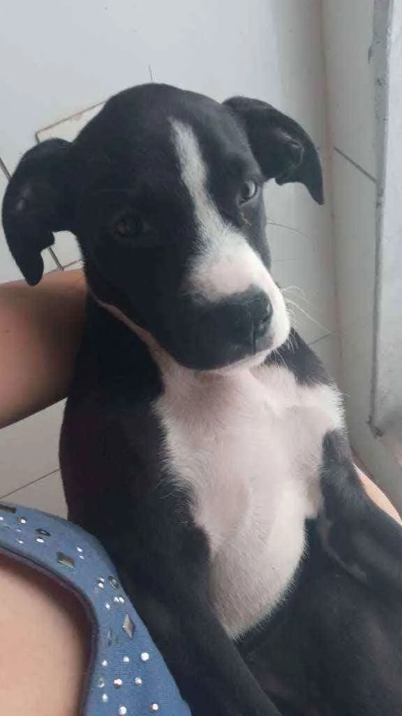 Cachorro ra a Labrabull idade 2 a 6 meses nome Júlia