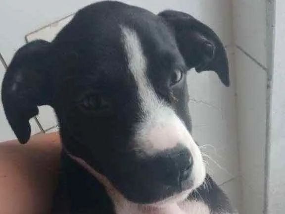 Cachorro ra a Labrabull idade 2 a 6 meses nome Júlia