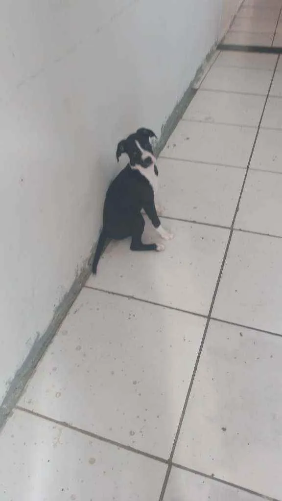 Cachorro ra a Labrabull idade 2 a 6 meses nome Júlia