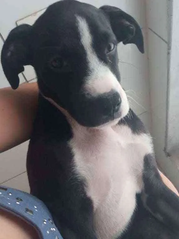 Cachorro ra a Labrabull idade 2 a 6 meses nome Júlia