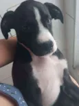 Júlia