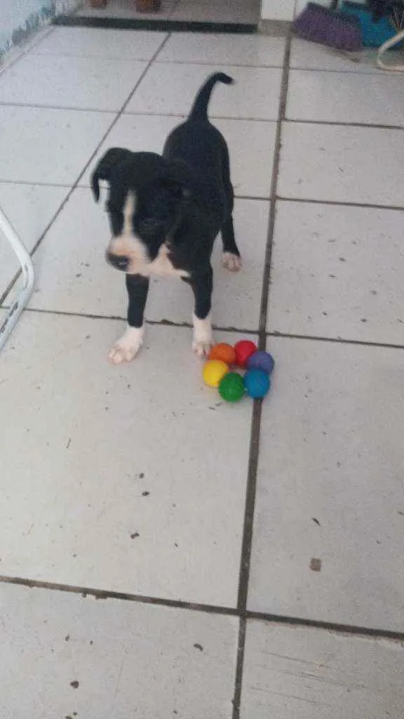 Cachorro ra a Labrabull idade 2 a 6 meses nome Júlia