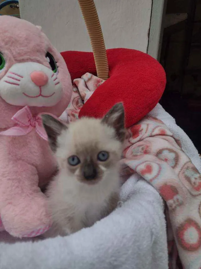 Gato raça Srd idade Abaixo de 2 meses nome Lima