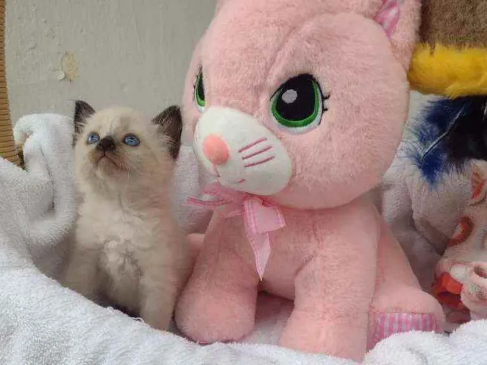 Gato raça Srd idade Abaixo de 2 meses nome Luma