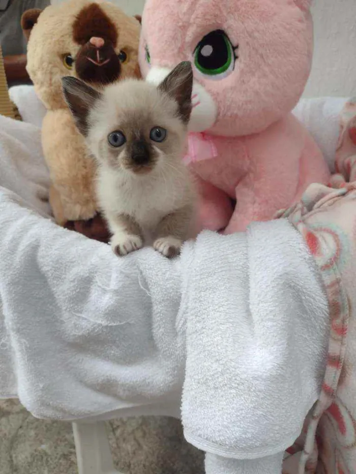 Gato raça Srd idade Abaixo de 2 meses nome Lena