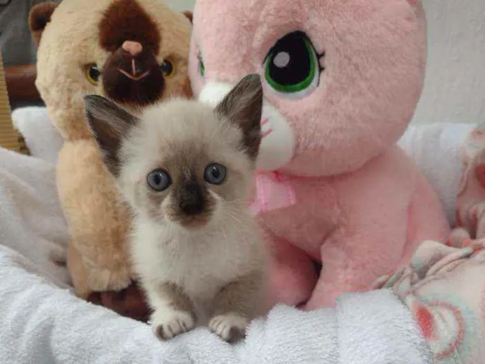 Gato raça Srd idade Abaixo de 2 meses nome Lena