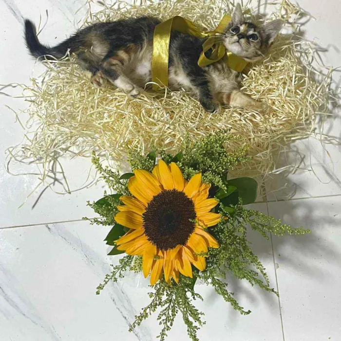 Gato raça Srd idade Abaixo de 2 meses nome Pink