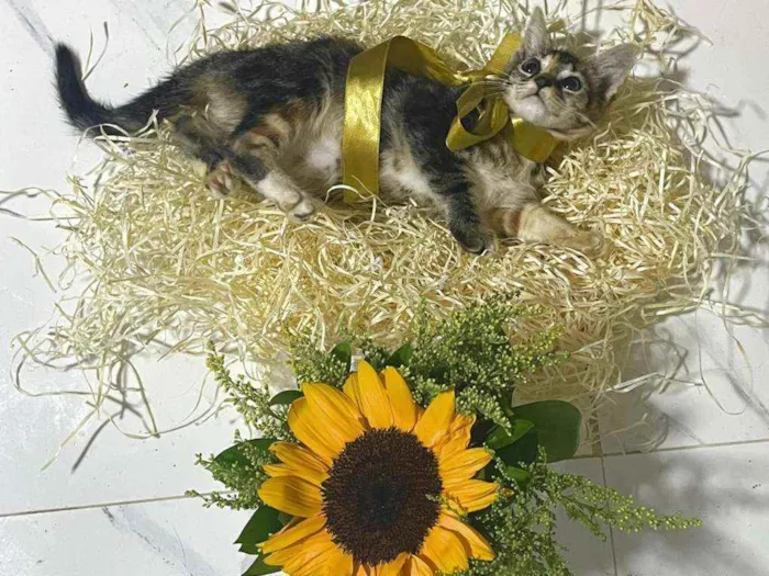 Gato raça Srd idade Abaixo de 2 meses nome Pink