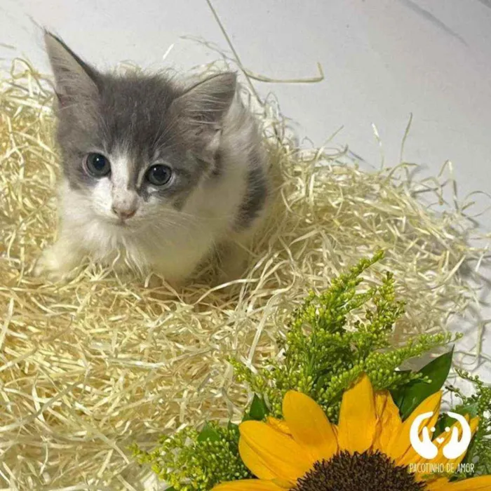 Gato raça Srd idade Abaixo de 2 meses nome Gray