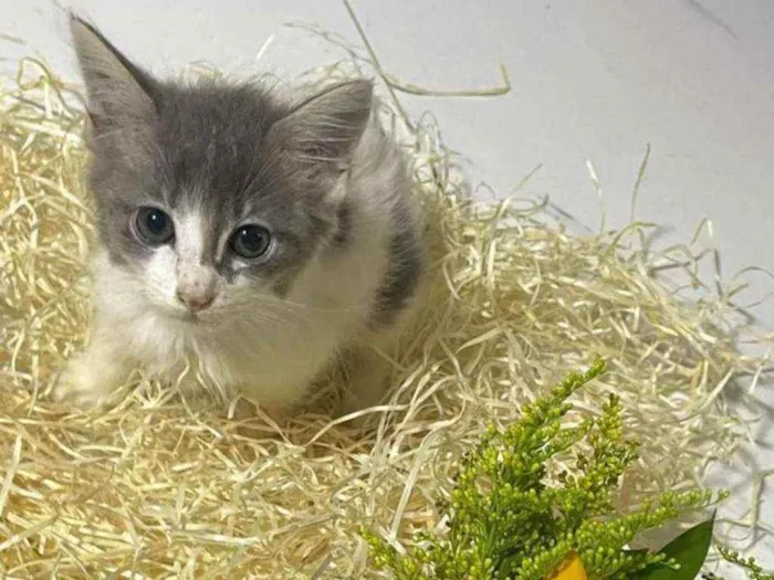 Gato raça Srd idade Abaixo de 2 meses nome Gray