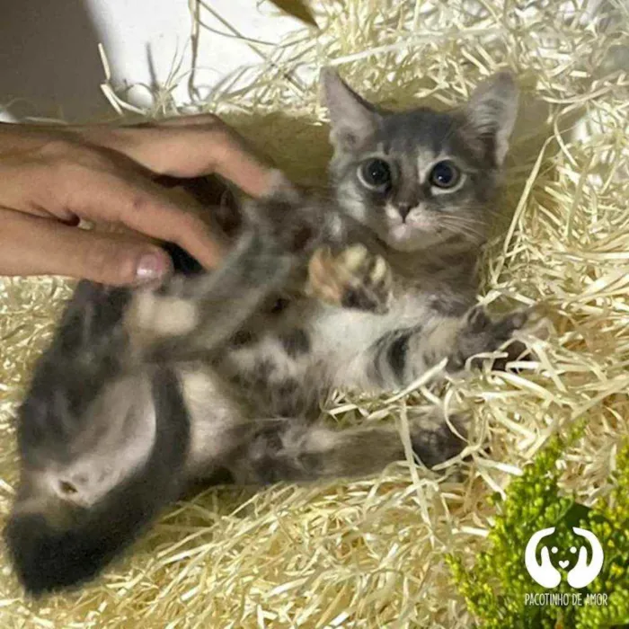 Gato raça Srd idade Abaixo de 2 meses nome Green 