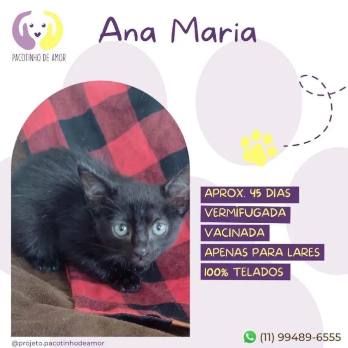 Gato raça Srd idade Abaixo de 2 meses nome Ana Maria