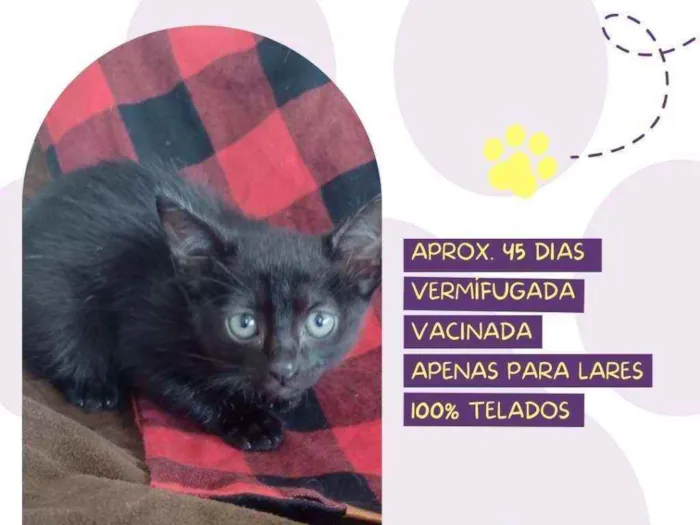 Gato raça Srd idade Abaixo de 2 meses nome Ana Maria