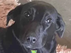 Cachorro raça Mestiço  idade 7 a 11 meses nome Thor 