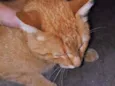 Felix 