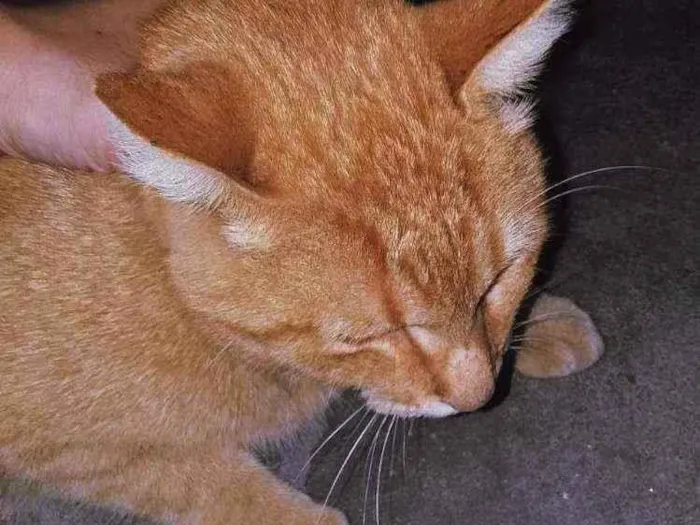 Gato ra a Felina idade 7 a 11 meses nome Felix 