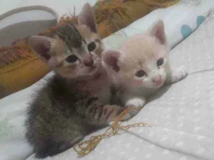 Gato ra a Vira lata idade Abaixo de 2 meses nome Nino, Jady