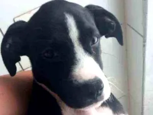 Cachorro raça Labrabull idade 2 a 6 meses nome Júlia