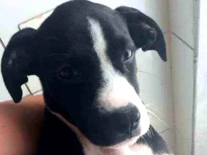 Cachorro ra a Labrabull idade 2 a 6 meses nome Júlia