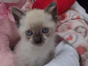Gato raça Srd idade Abaixo de 2 meses nome Lima