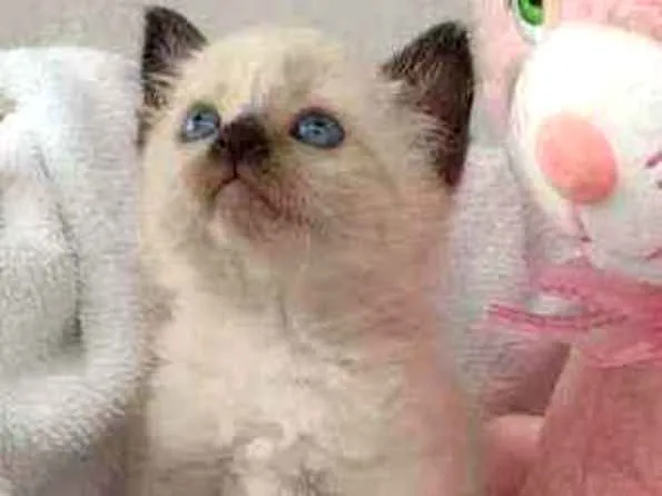 Gato raça Srd idade Abaixo de 2 meses nome Luma