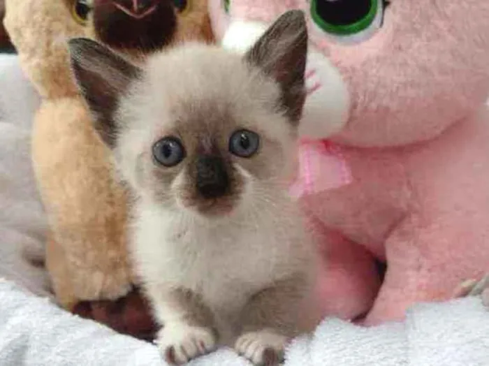 Gato raça Srd idade Abaixo de 2 meses nome Lena