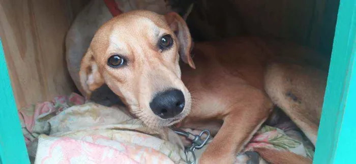 Cachorro ra a Vira Lata idade 7 a 11 meses nome Sem nome 