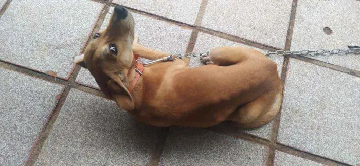 Cachorro ra a Vira Lata idade 7 a 11 meses nome Sem nome 