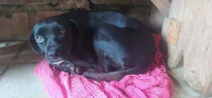 Cachorro ra a Vira Lata idade 7 a 11 meses nome Sem nome 