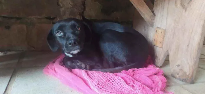 Cachorro ra a Vira Lata idade 7 a 11 meses nome Sem nome 