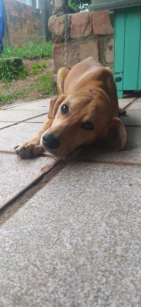 Cachorro ra a Vira Lata idade 7 a 11 meses nome Sem nome 