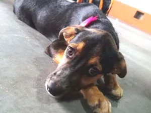 Cachorro raça Srd idade 2 a 6 meses nome Canela