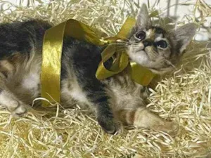 Gato raça Srd idade Abaixo de 2 meses nome Pink