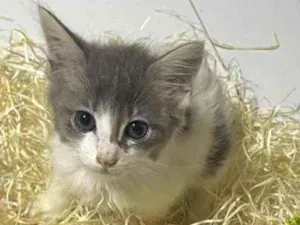 Gato raça Srd idade Abaixo de 2 meses nome Gray