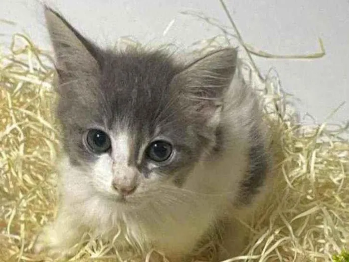 Gato raça Srd idade Abaixo de 2 meses nome Gray