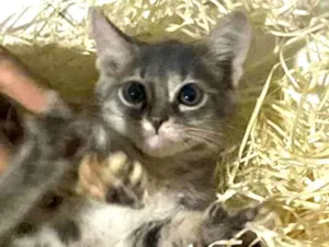 Gato raça Srd idade Abaixo de 2 meses nome Green 