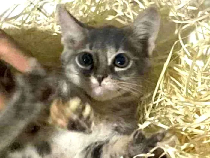 Gato raça Srd idade Abaixo de 2 meses nome Green 