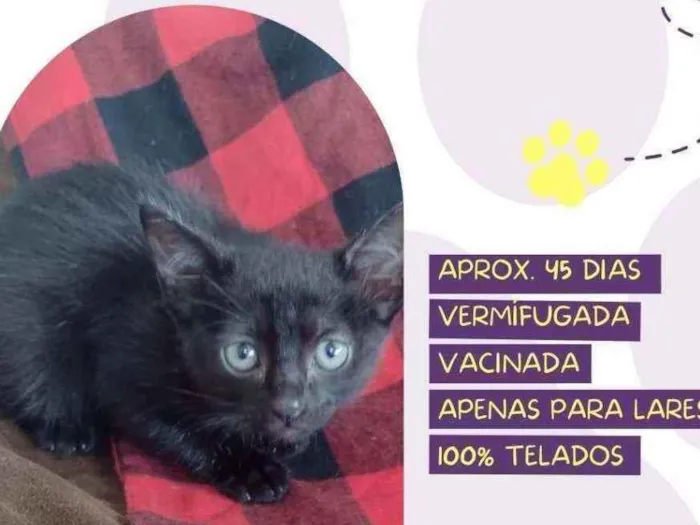 Gato raça Srd idade Abaixo de 2 meses nome Ana Maria